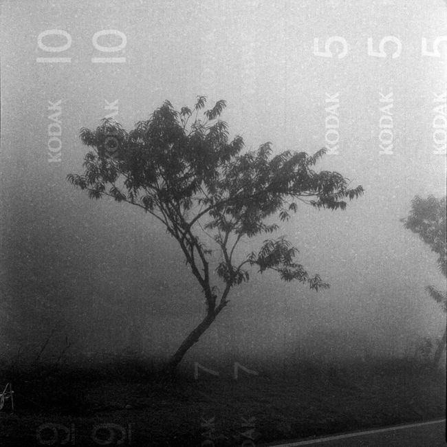 A solitary tree in foggy Hà Giang, Vietnam, creating a mysterious atmosphere.